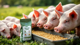 Mineralfutter für Schweine in hochwertiger Qualität