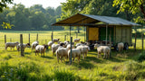 Mobile Paddocks für Pferde auf Weide, mobiler Pferch, flexibler Weidezaun