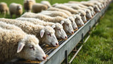 Futtertrog für Schafe aus robustem Material