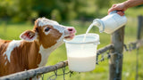 Tränkeeimer aus Kunststoff für Kälber, robuste Tiertränke für Landwirtschaft