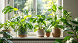 Zimmerpflanzen in verschiedenen Größen und Arten für die Wohnraumdekoration