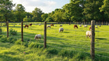 Weidezaun aus robustem Material für sichere Tierhaltung