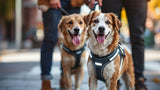 Hundegeschirr in verschiedenen Größen und Farben für Hunde