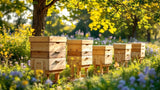 Bienenstöcke aus Holz für die Imkerei – hochwertige Behausungen für Bienen