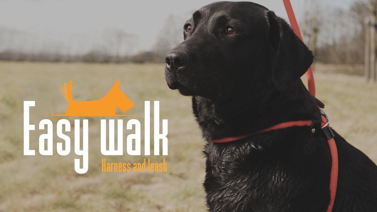 Easy Walk Schultergeschirr mit Leine, Mini, Rot, 300 cm
