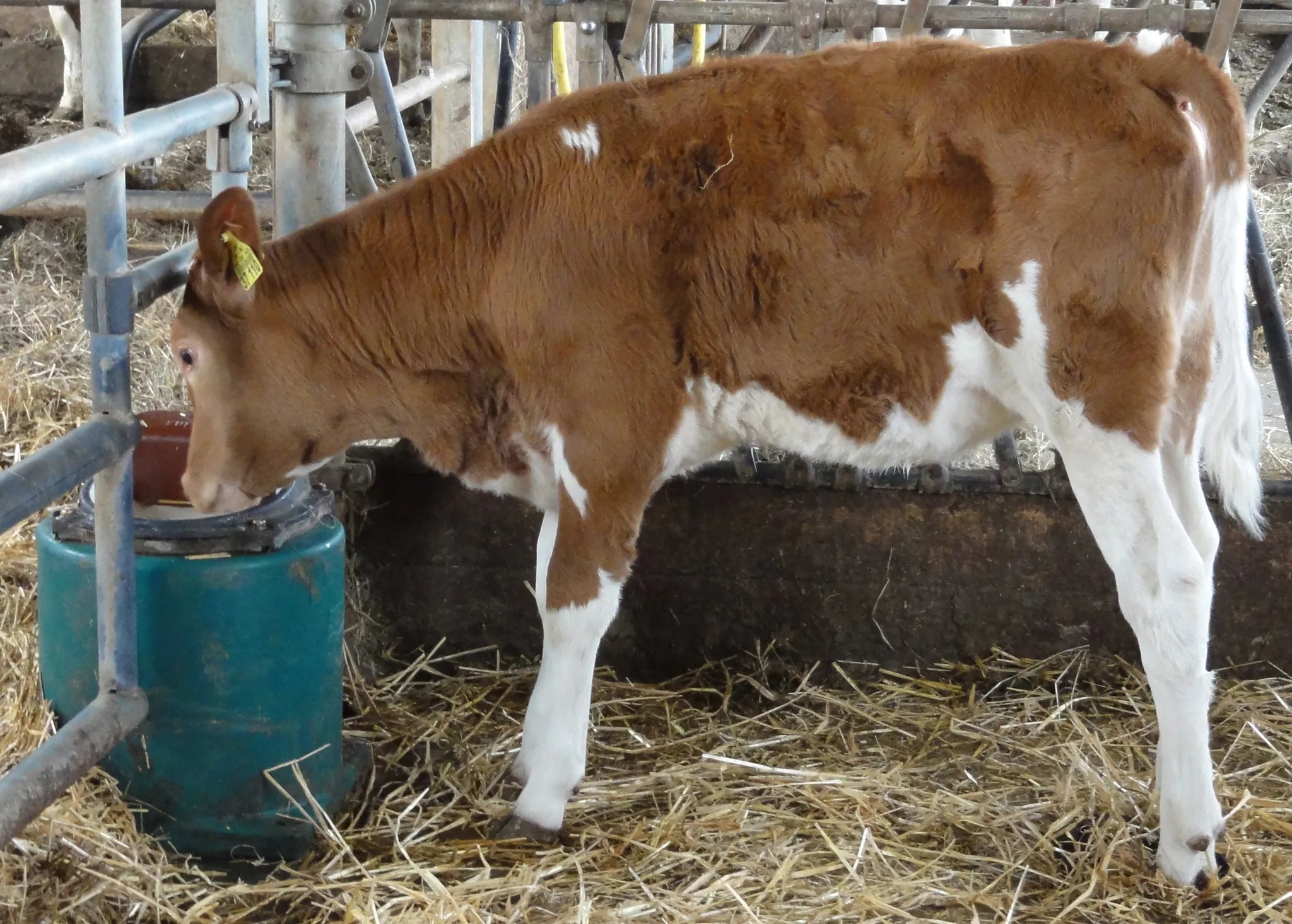 Schwimmerbecken Mod. 43A heizbar