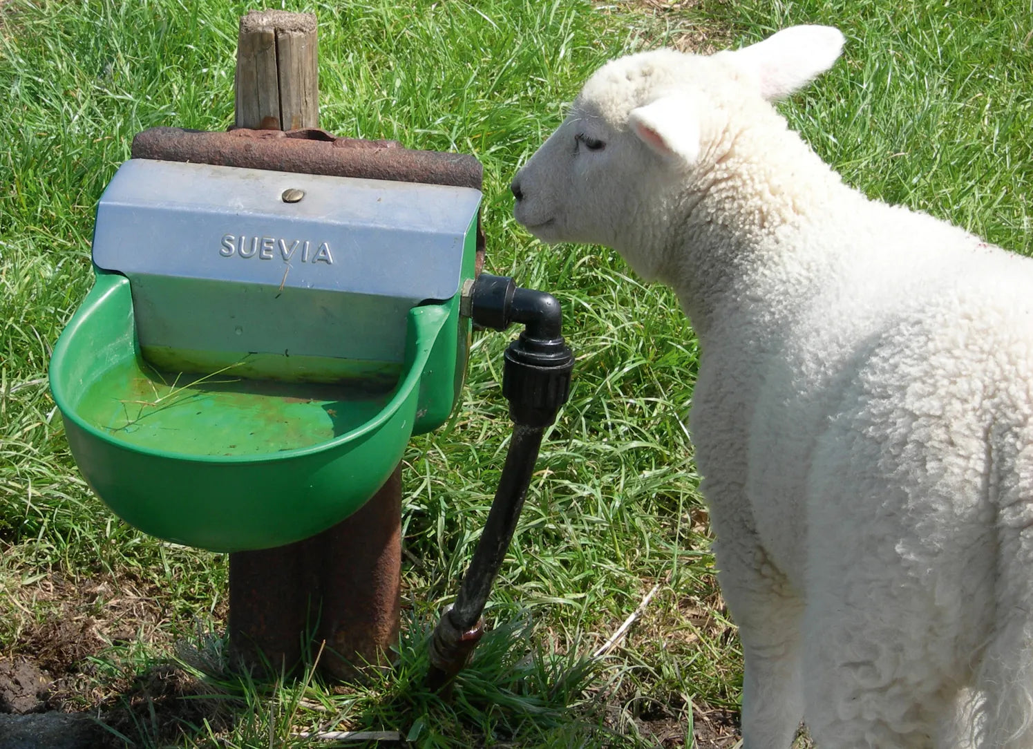 Schwimmerventil-Becken Mod. 130P