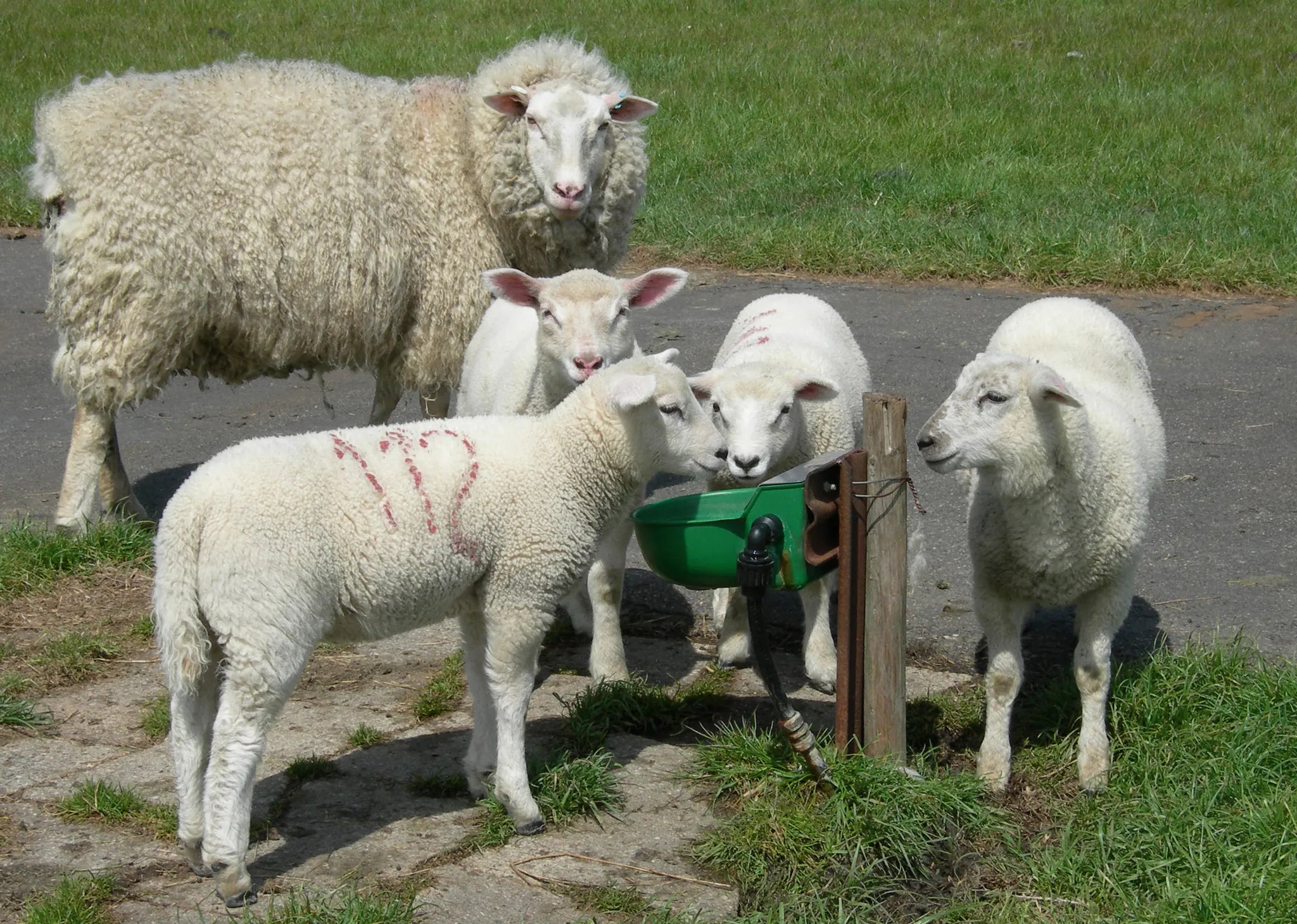 Schwimmerventil-Becken Mod. 130P