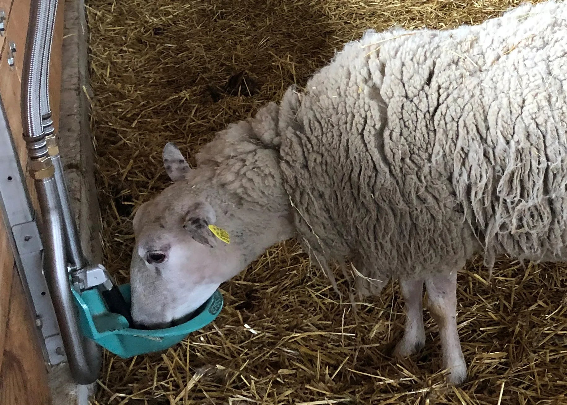 Rohrventil-Becken Mod. 375 . V2A 3/4"