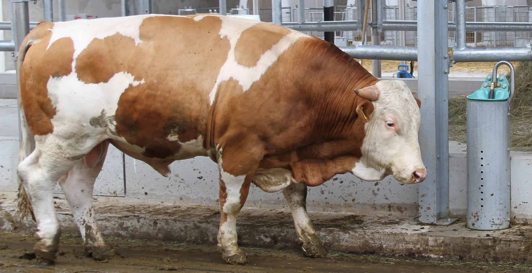 Stahlständer für Mod. 25 R Höhe 80 cm, feuerverzinkt