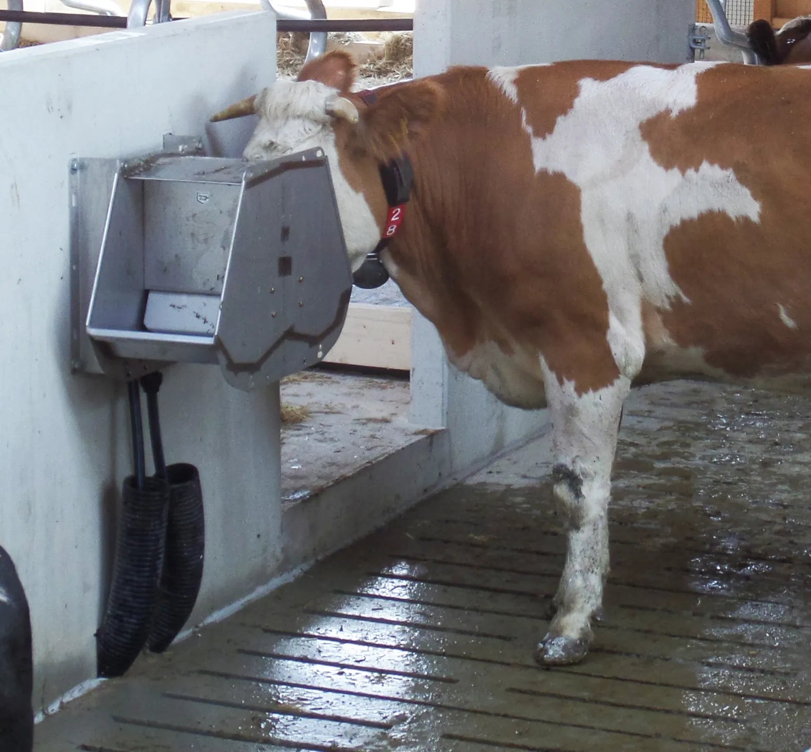 Doppel-Ventil-Trogtränke Mod. 520 Edelstahl