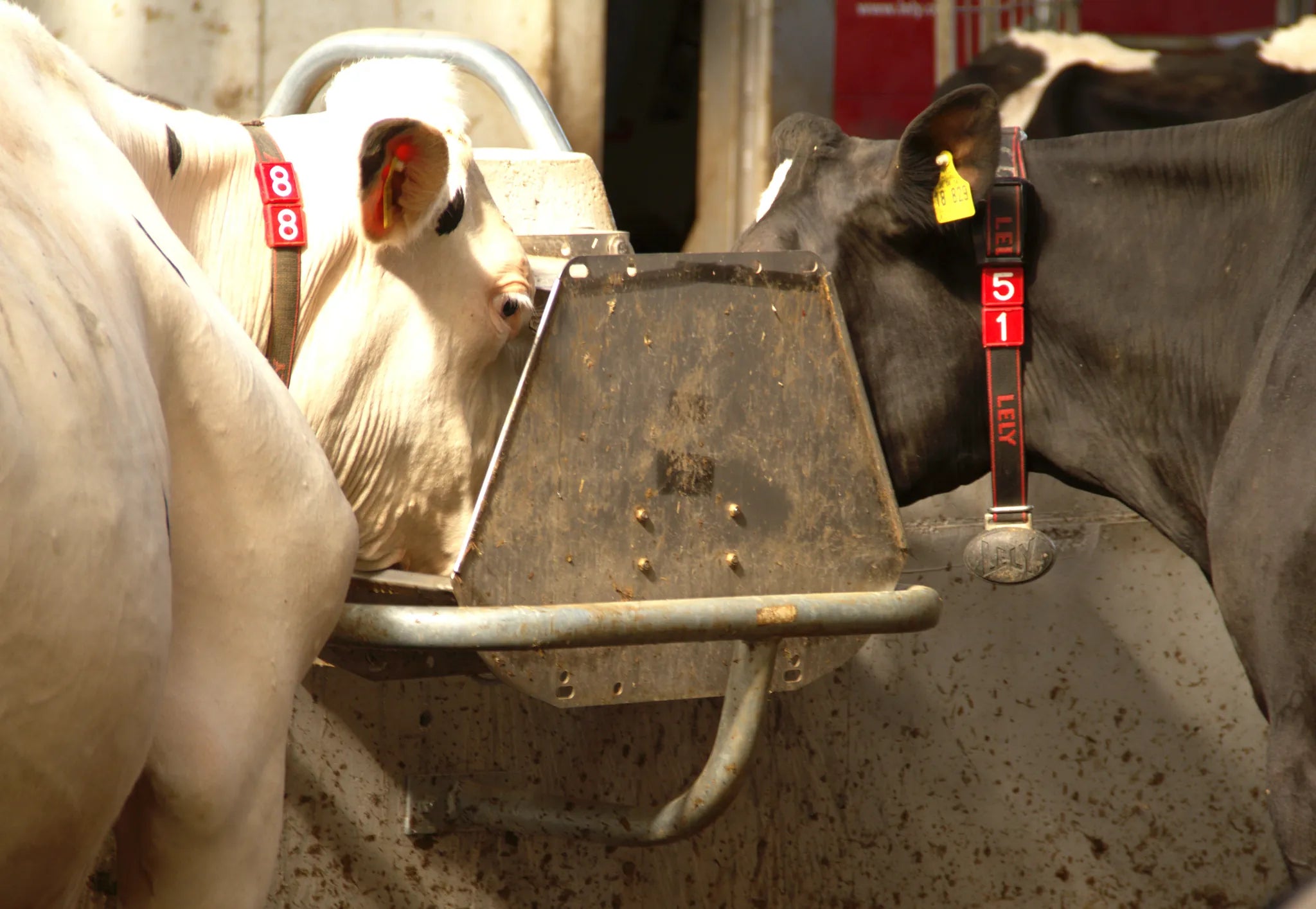 Doppel-Ventil-Trogtränke Mod. 520 Edelstahl