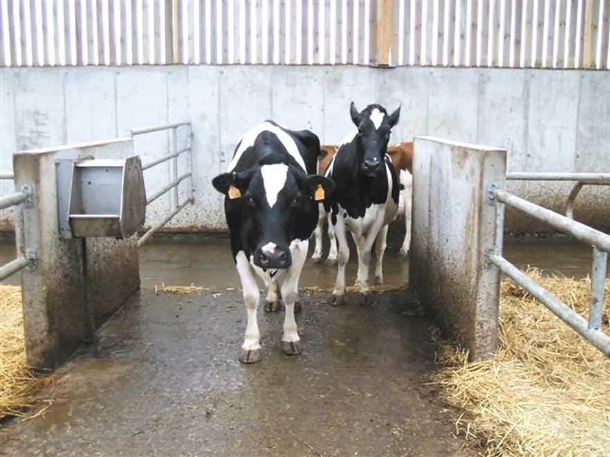 Doppel-Schwimmer-Trogtränke Mod. 620 Edelstahl