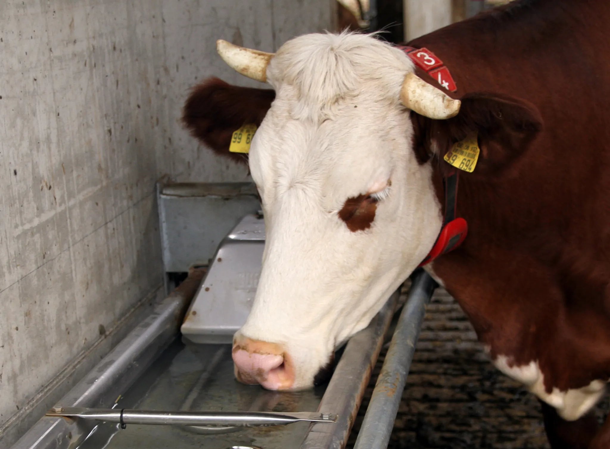 Flachschwenk-Trog 1,5 m - Inhalt 50 l für Wandmontage, Wanne und