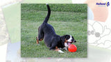 Jolly Pets Hundeball, bissfest, schwimmfähig, rot, Ø 15 cm
