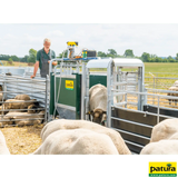 PATURA 3-Wege-Wiege- und Sortierbox, Druckluftbetrieb, für Schafe