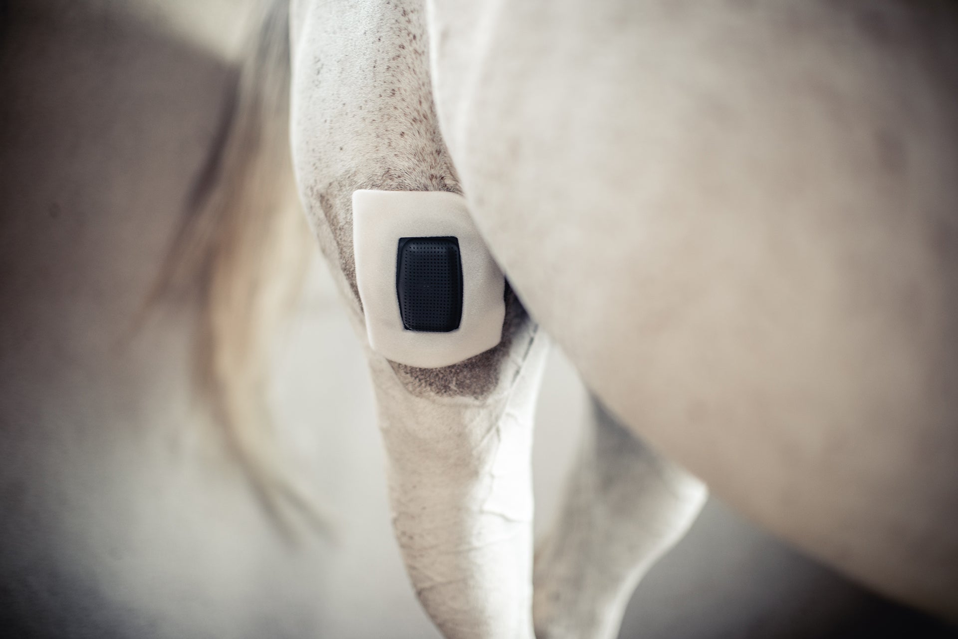 Rheva Wundschutz, belüftet, für Pferde, Rinder, Hunde, Katzen