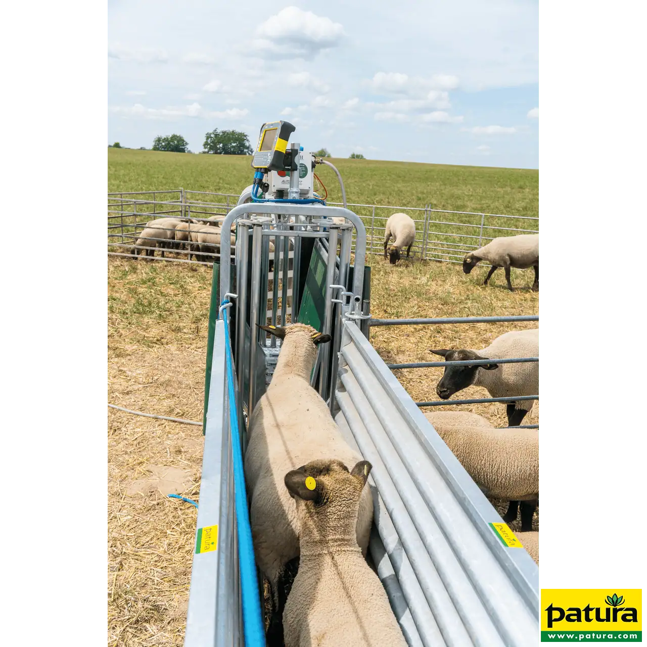PATURA 3-Wege-Wiege- und Sortierbox, Druckluftbetrieb, für Schafe