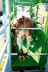 Behandlungsstand A5000