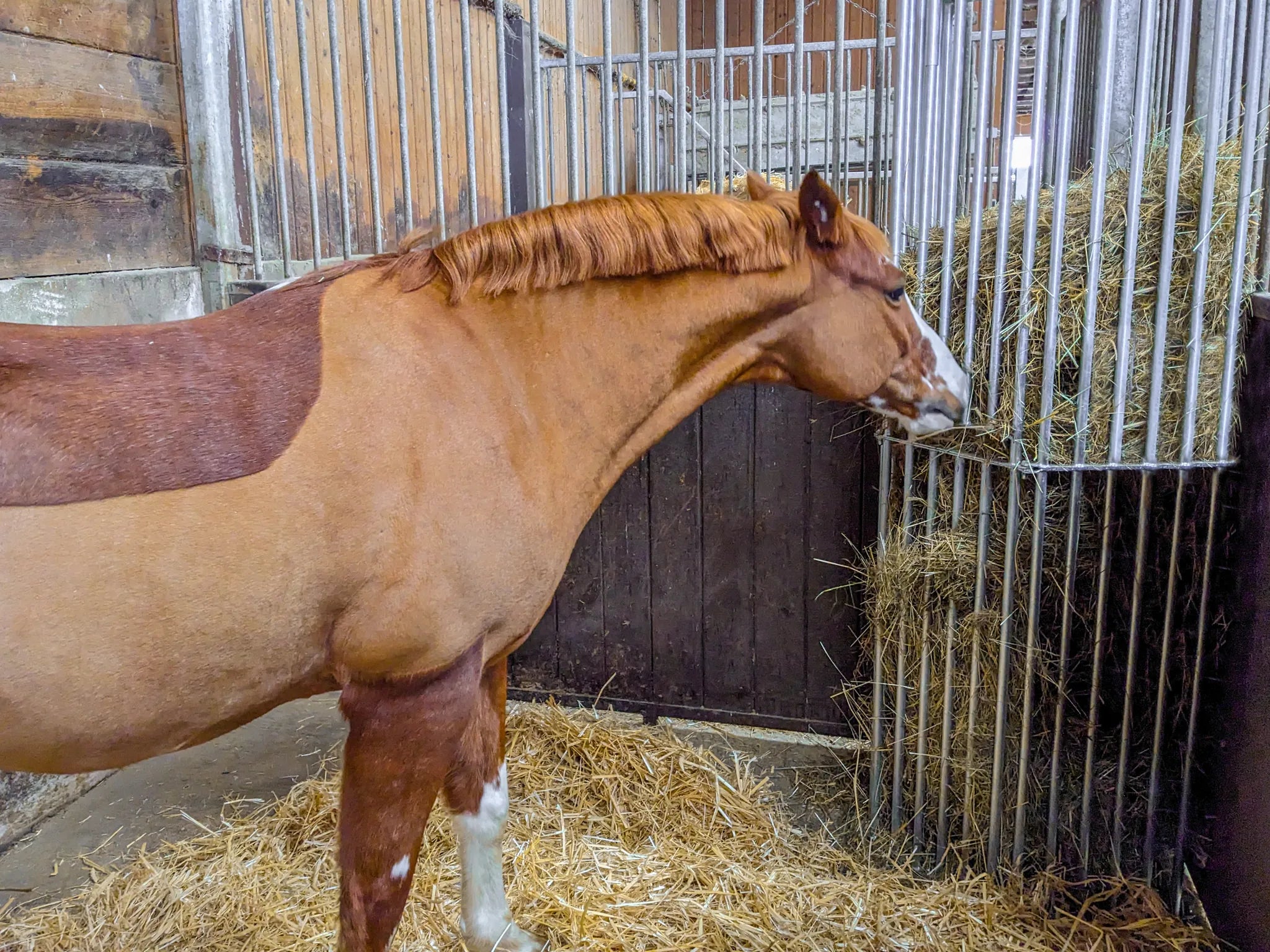 Wandraufe Variabel, Höhe 2,00 m