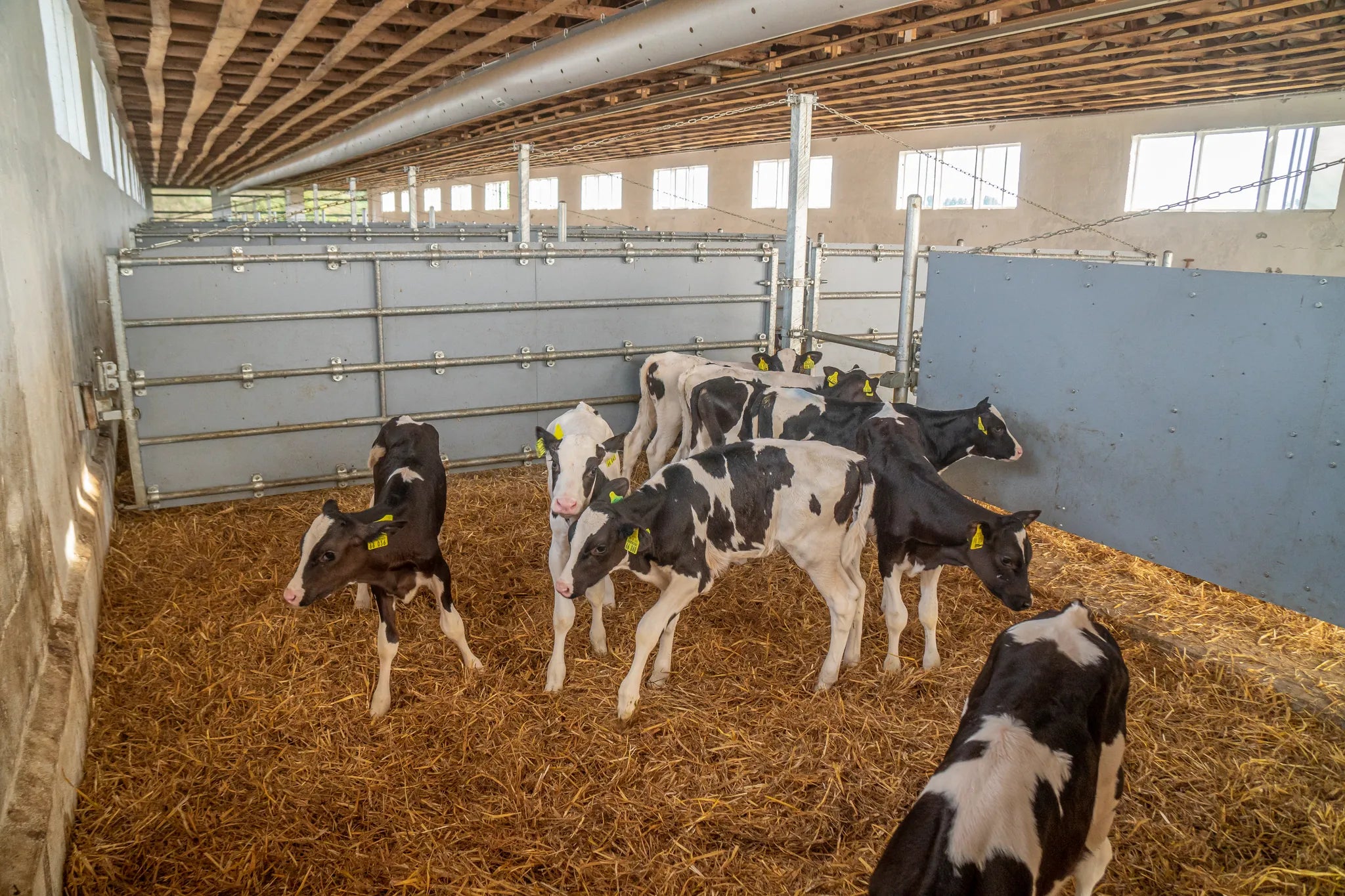 Abtrennung leicht geschlossen (90/120) Kälber