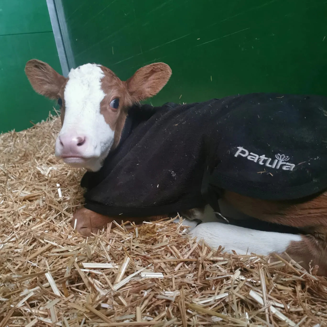 PATURA Kälberdecke Fleece Größe L Rückenlänge 75 cm