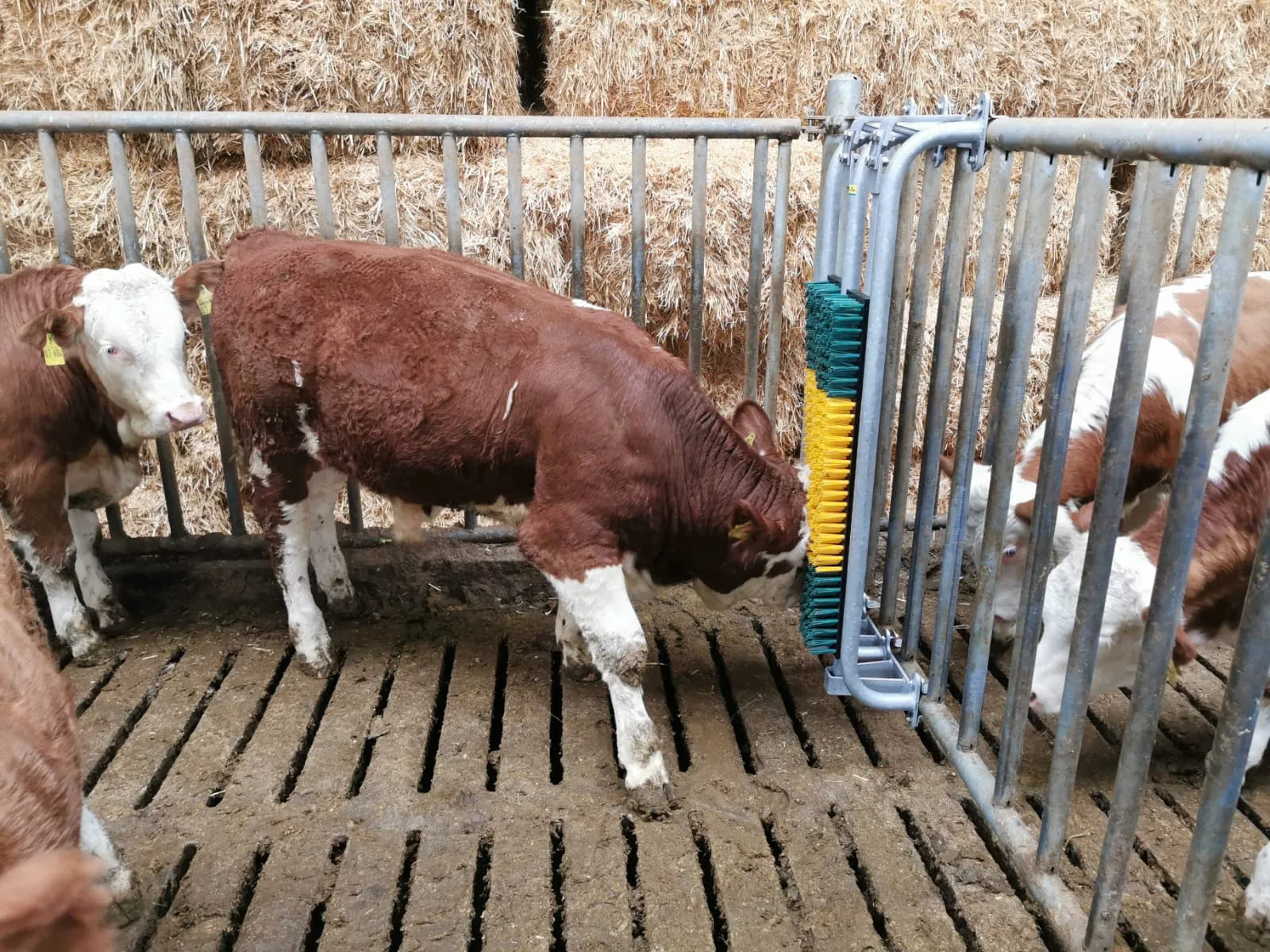 Bullenbürste mit Schutzkorb, gefedert