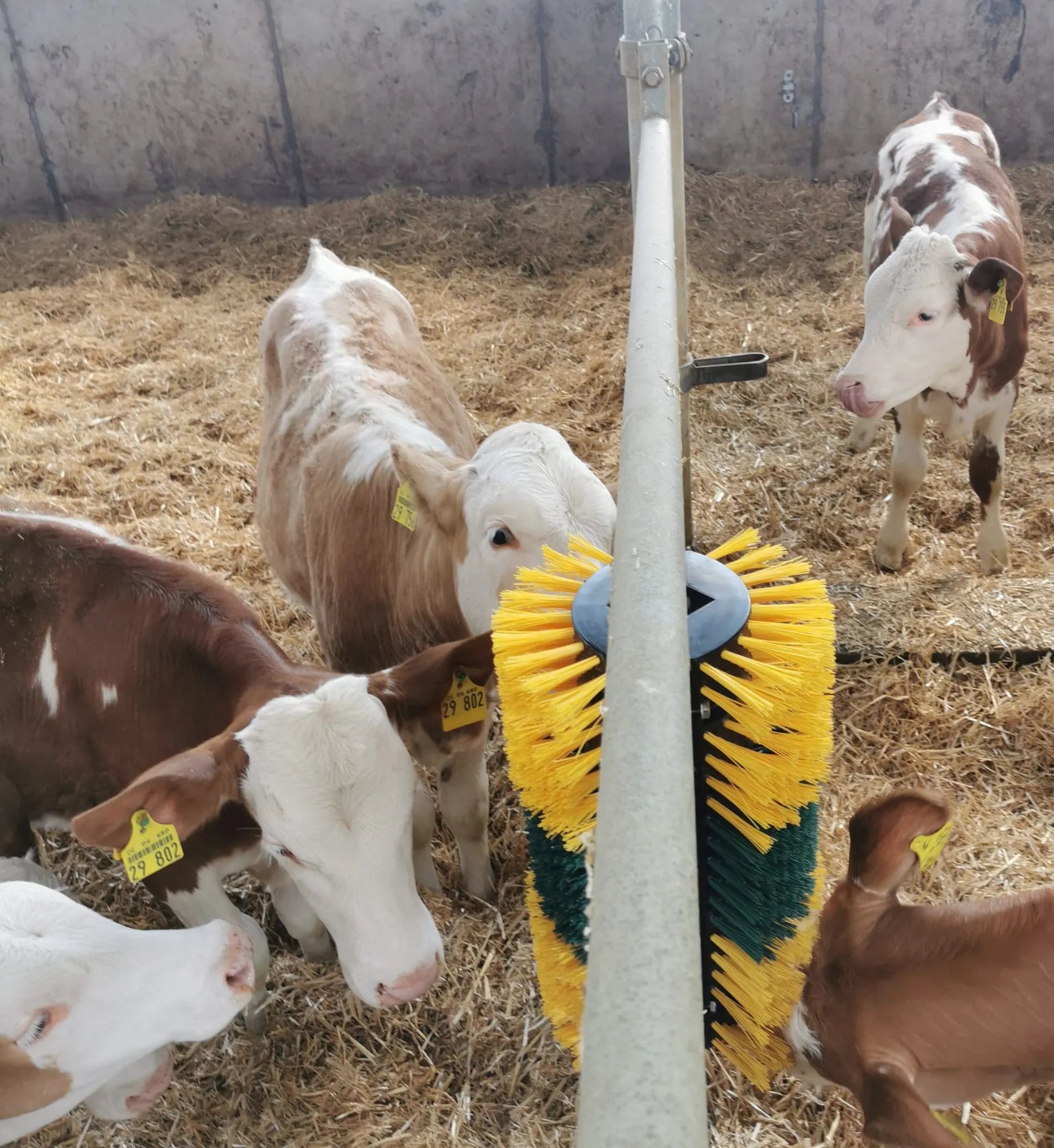 Kratzbürste Multifix für Wand- und Pfostenmontage