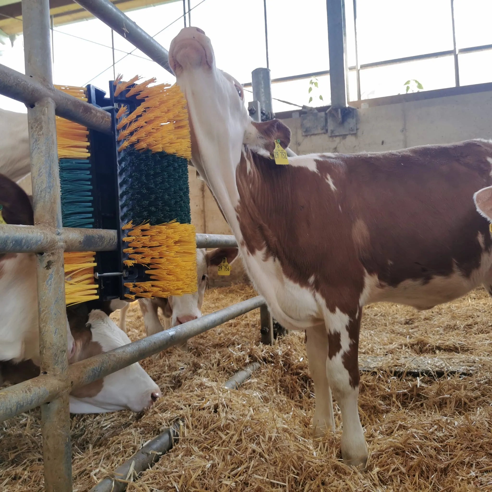 Kratzbürste Multifix für Wand- und Pfostenmontage