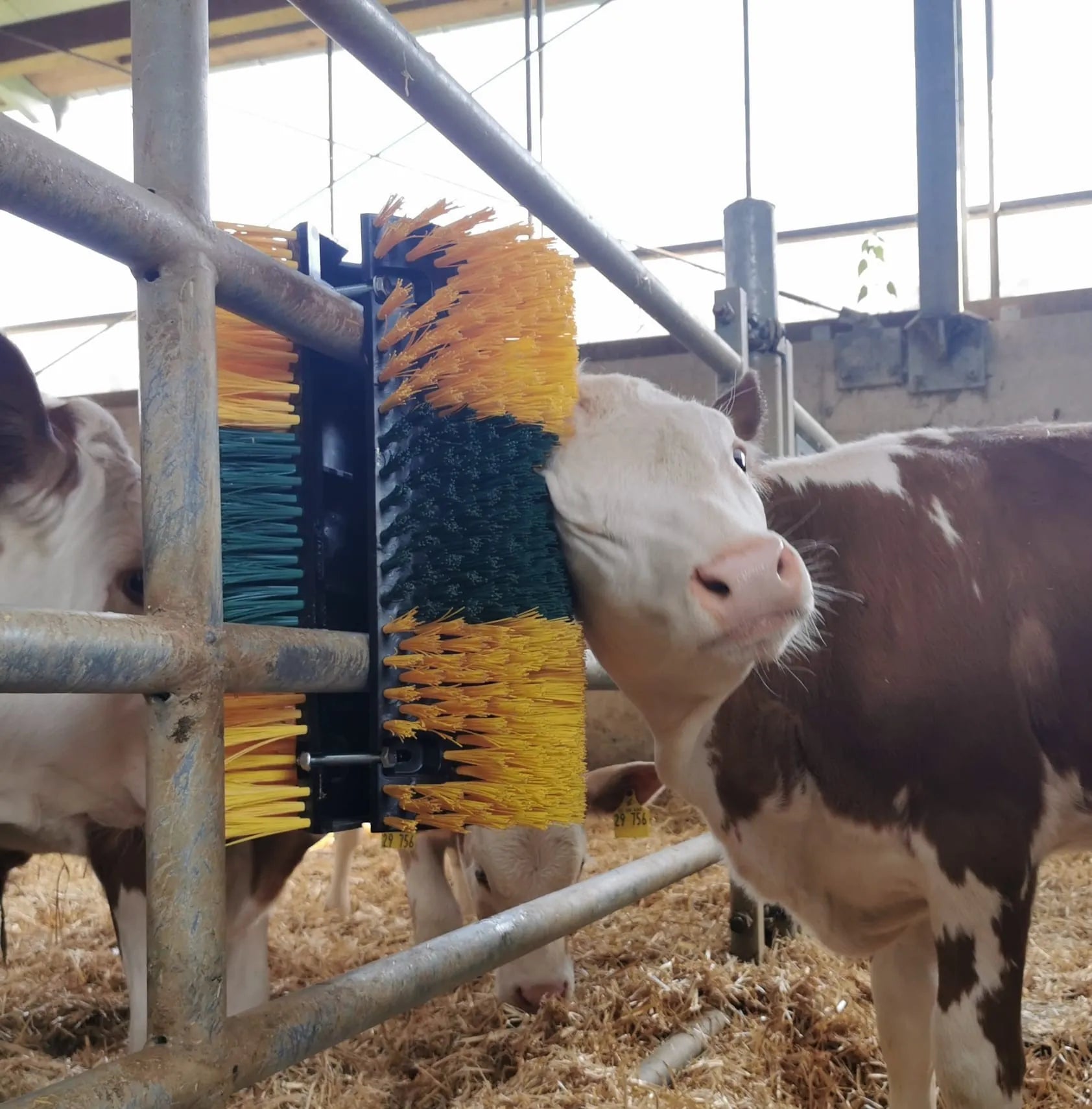 Kratzbürste Multifix für Wand- und Pfostenmontage