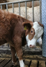 Scheuerblech 92x40x10cm