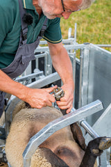 Fang- u. Behandlungsstand für Schafe "Typ L", verzinkt