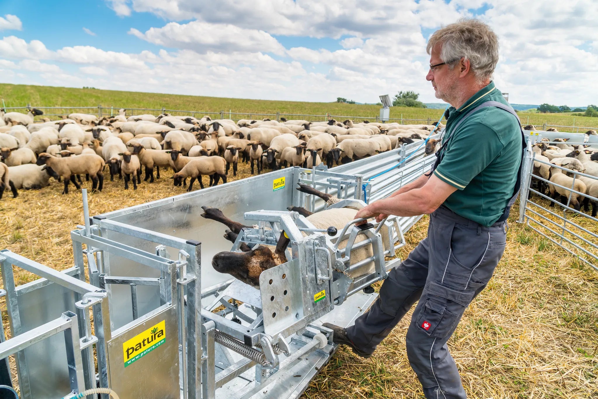 Fang- u. Behandlungsstand für Schafe "Typ L", verzinkt