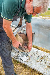 Fang- u. Behandlungsstand für Schafe "Typ L", verzinkt