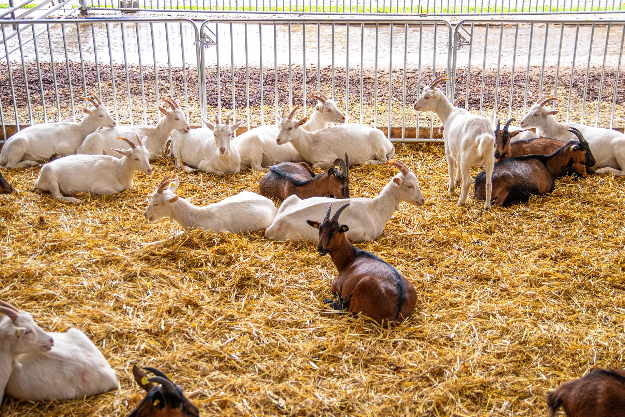 Absperrgitter Duofix L= 2,00 m, H= 1,10 m