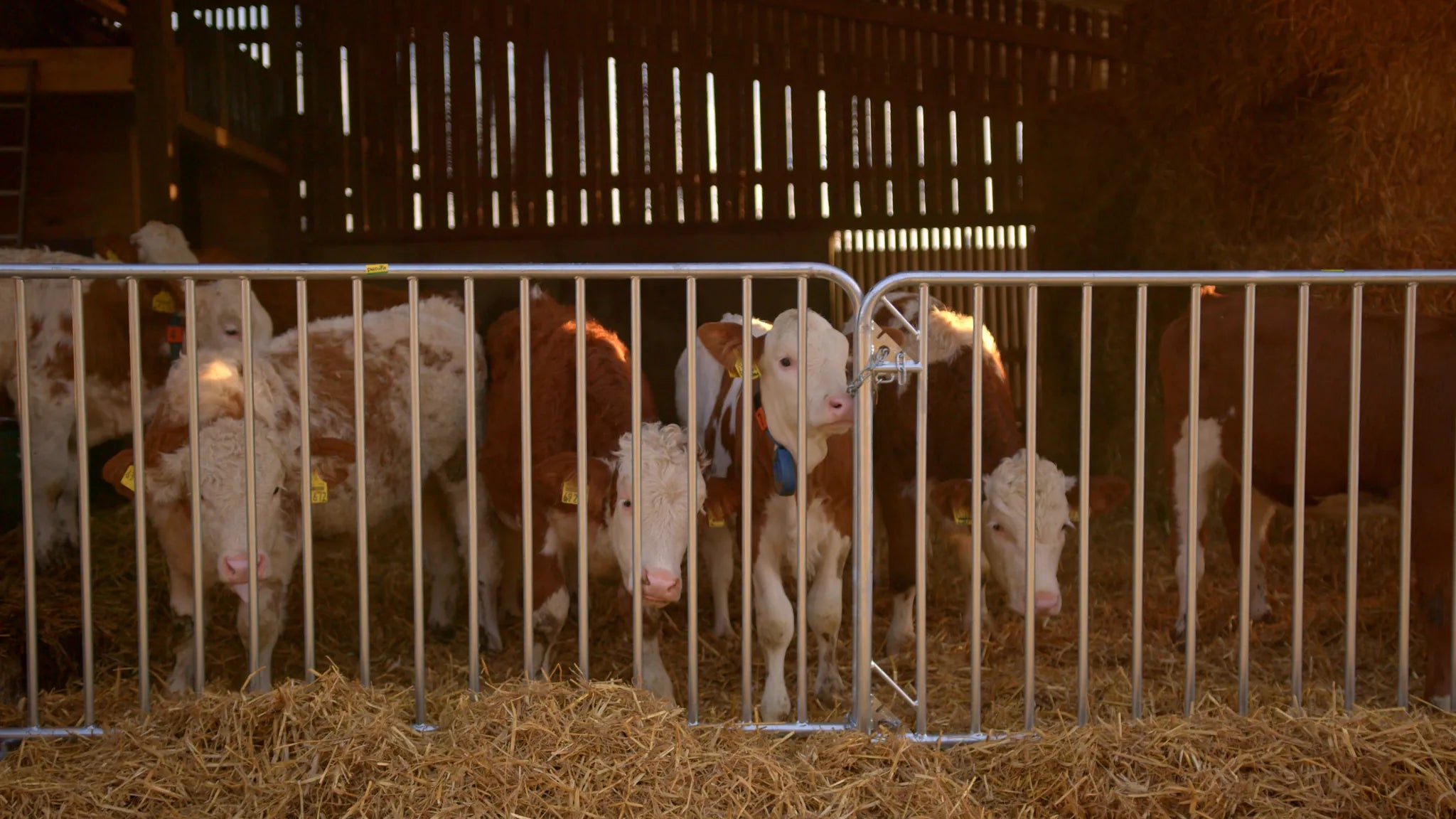 Absperrgitter Duofix L= 2,00 m, H= 1,10 m