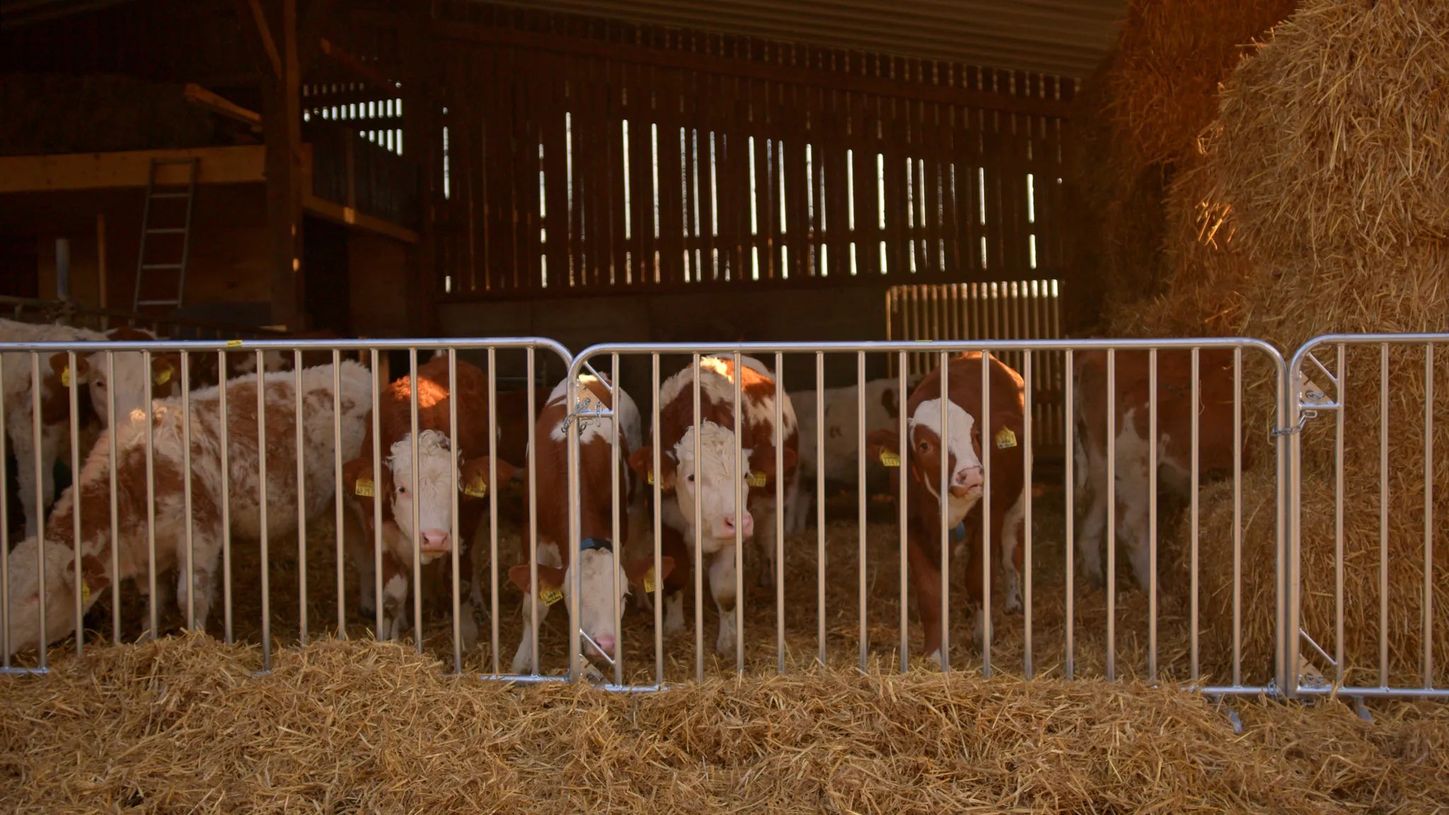 Absperrgitter Duofix L= 2,00 m, H= 1,10 m