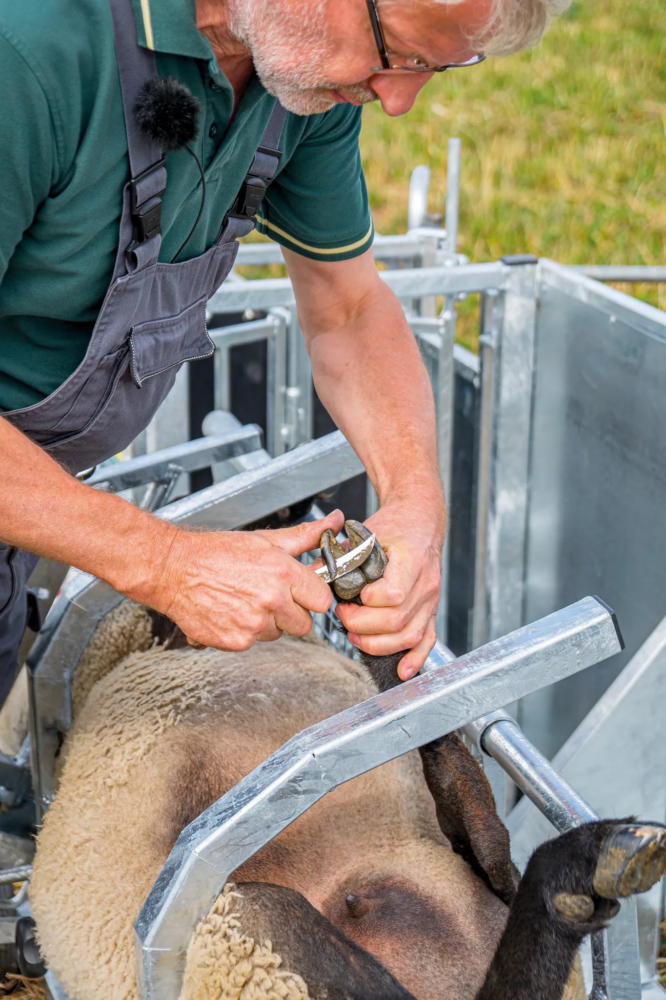 Fang- u. Behandlungsstand Schafe Typ XL, verzinkt