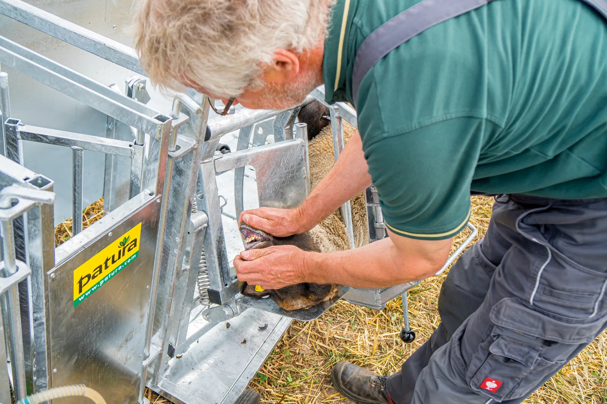 Fang- u. Behandlungsstand Schafe Typ XL, verzinkt