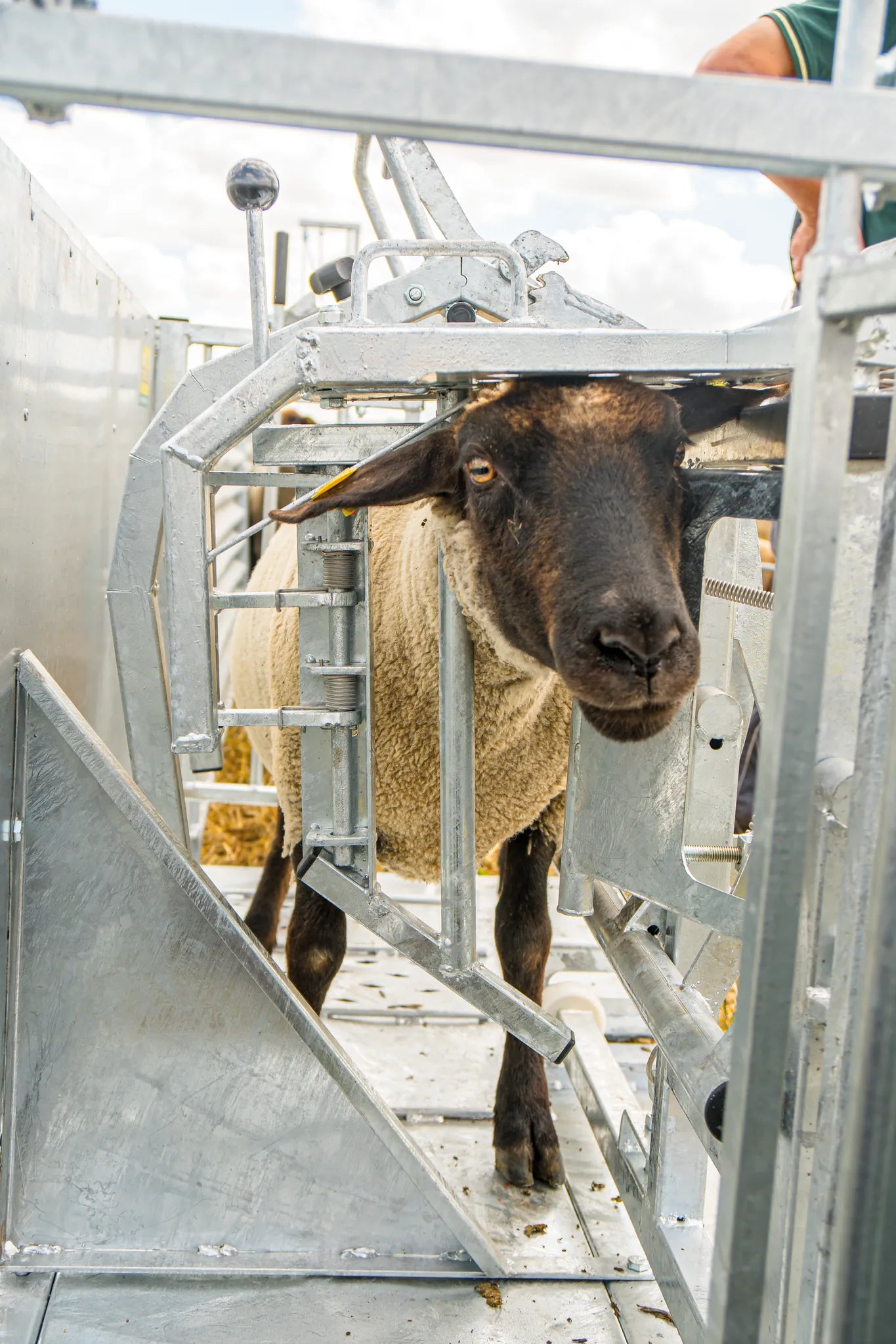 Fang- u. Behandlungsstand Schafe Typ XL, verzinkt