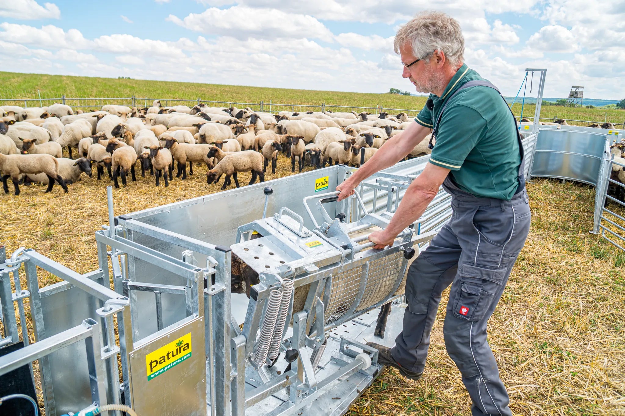 Fang- u. Behandlungsstand Schafe Typ XL, verzinkt