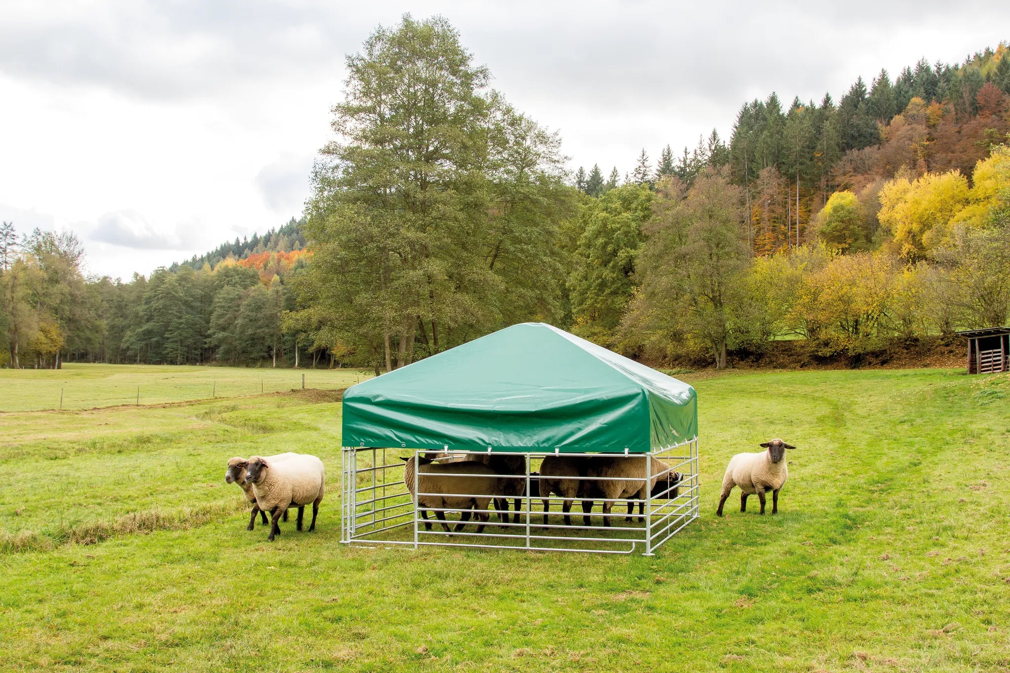 Weidezelt Schafe und Ziegen 2,75 x 2,75m Höhe 2,30 m