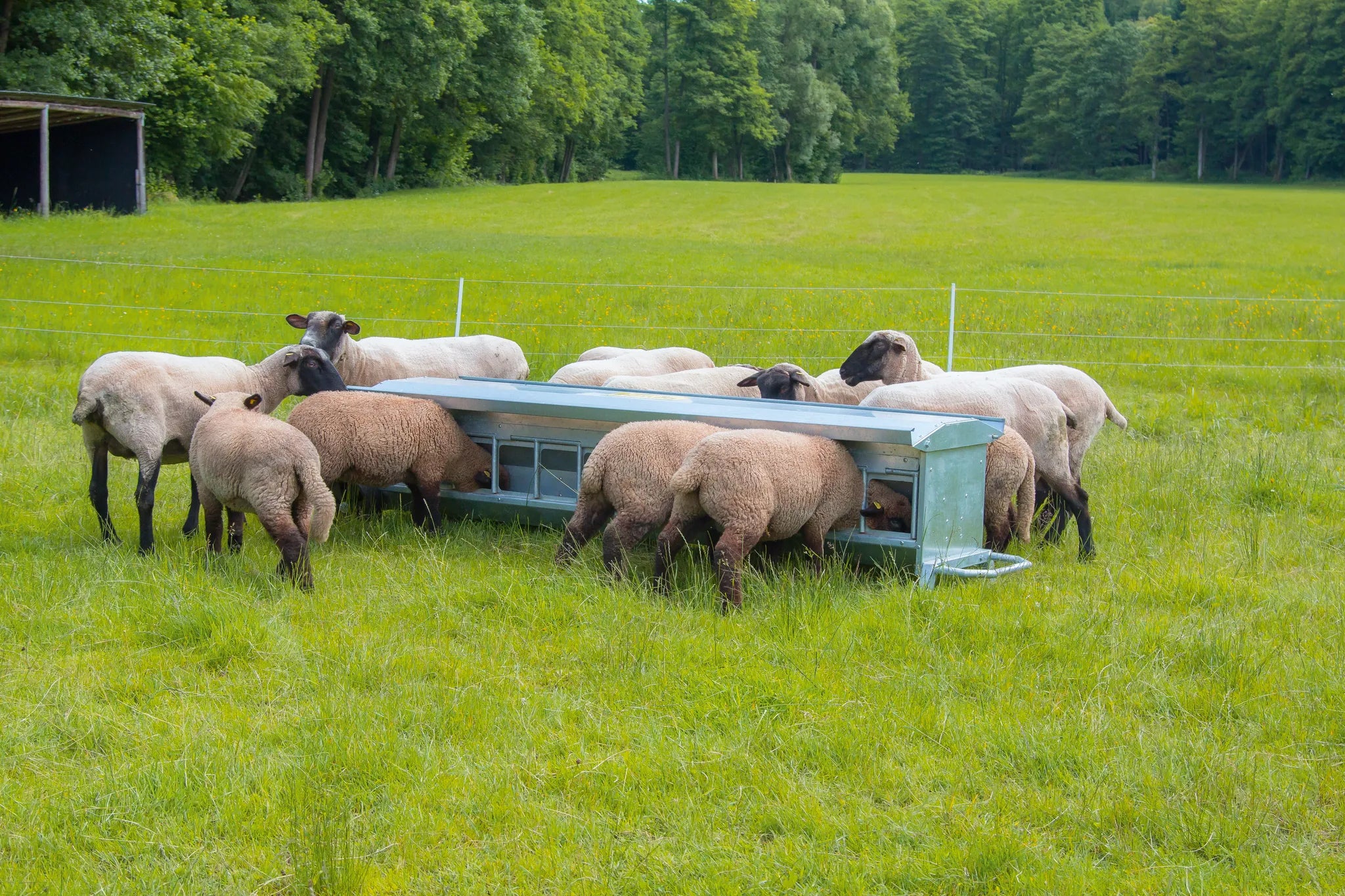 Lämmer-Futterautomat, L= 1,25 m, fahrbar Inhalt ca. 120 ltr., mit Dach, verzinkt