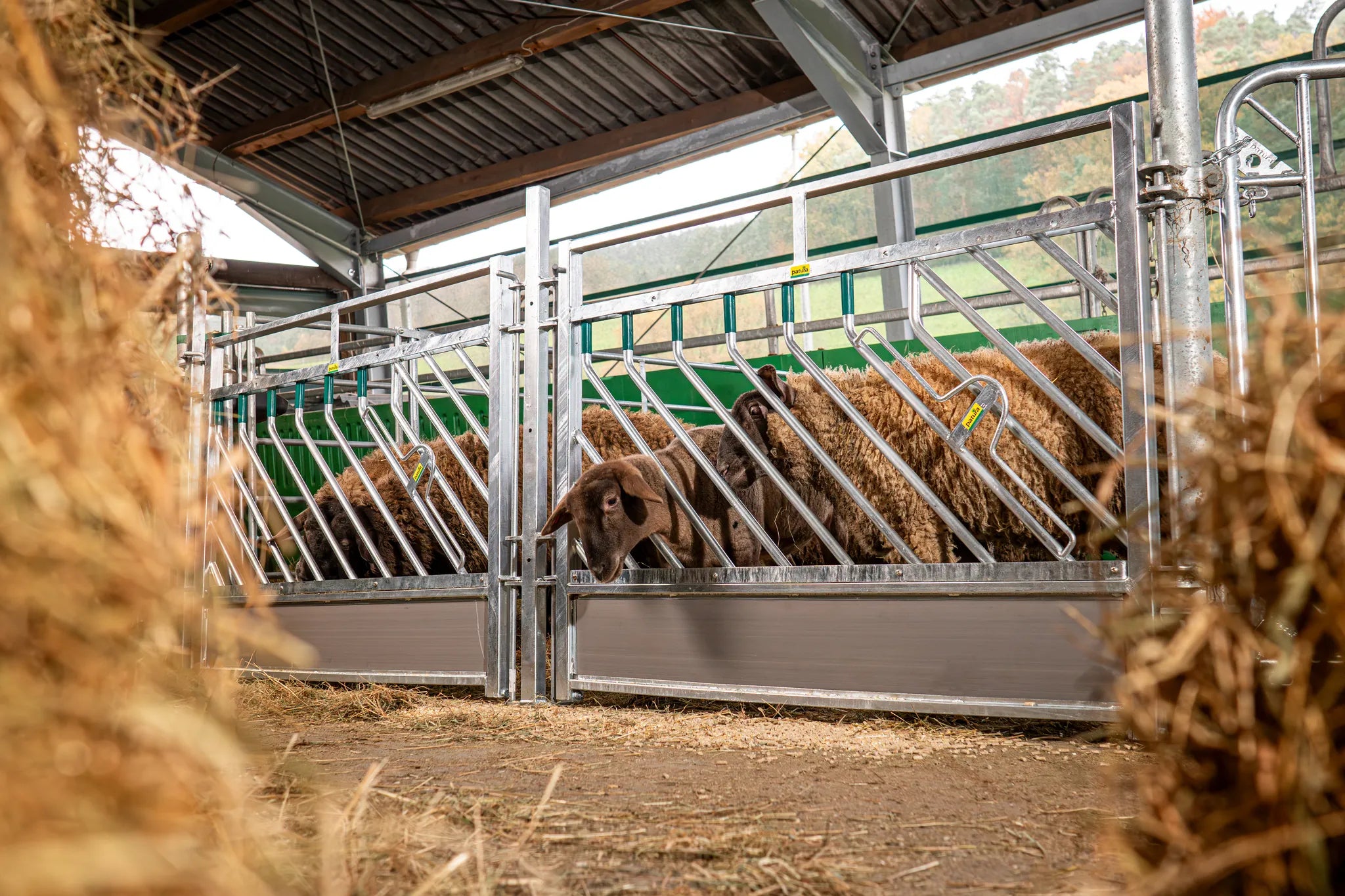 Selbstschließendes Fressgitter Schafe L= 1,89 m, H= 1,00 m