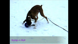 Jolly Pets Hundespielzeug Romp-n-Roll, Rot, Ø 11 cm