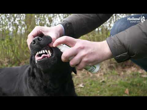 Excellent Pets Zahnspray, Hunde und Katzen, 150 ml