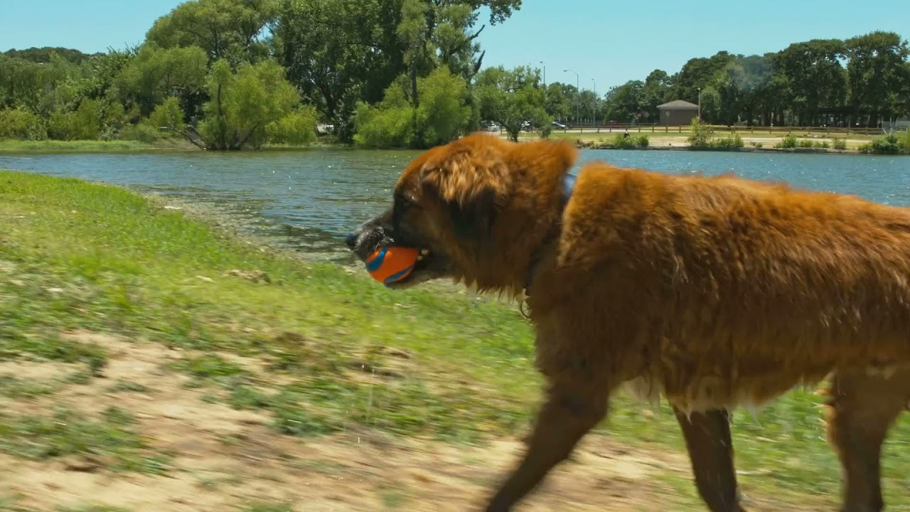 Chuckit! Hundeball Ultra Ball, Ø 6 cm