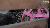 Heu Slow Feeder Ball, Fun & Flex, rosa, für Pferde