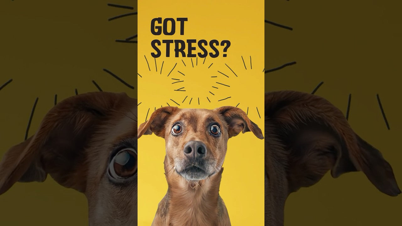 Excellent Pets No Stress Kausnacks für Hunde, beruhigend, 16 Stk