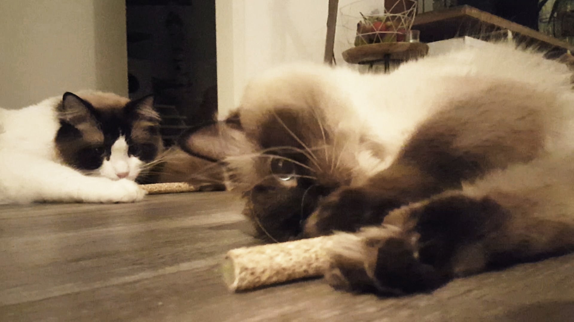 Addicted!, Katzenspielzeug mit MADNIP, 2 Stk